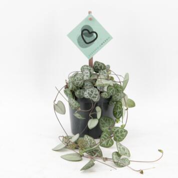 image CEROPEGIA WOODII