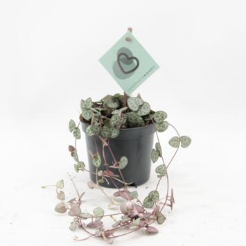 image CEROPEGIA WOODII