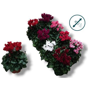 image CYCLAMEN SUPER SERIE