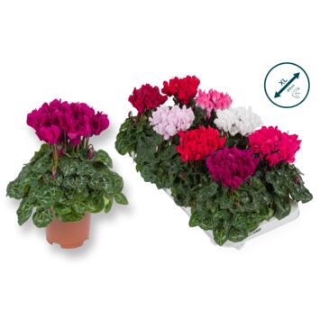 image CYCLAMEN SUPER SERIE