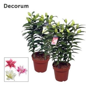 image LILIUM ROSELILY VARIE 5PP