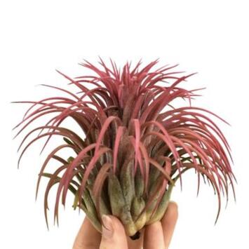 image TILLANDSIA IONANTHA ROUGE