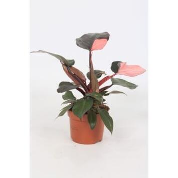 image PHILODENDRON PINK PRINCESS