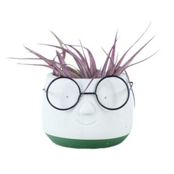 image TILLANDSIA CERAM