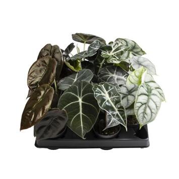 image ALOCASIA CUPREA