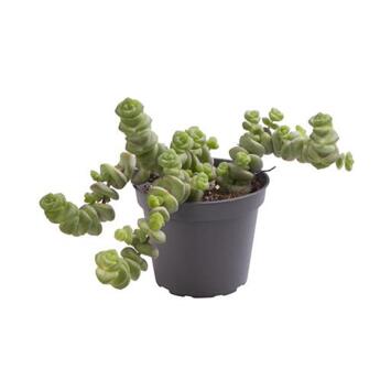 image CRASSULA MARNIERIANA