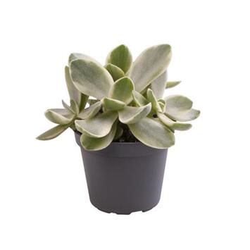 image CRASSULA OVATA