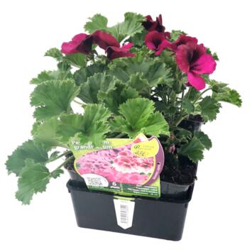 image PELARGONIUM GRANDIFLORUM