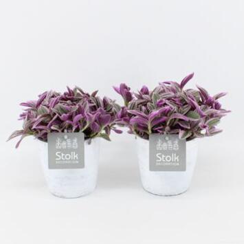 image TRADESCANTIA CERAM