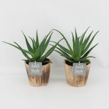 image ALOE ARBORESCENS P BOIS