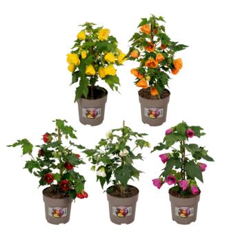 image ABUTILON PYRAMIDE