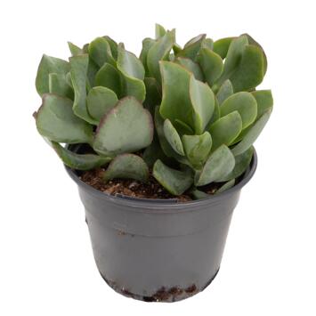 image CRASSULA CURLY GREY