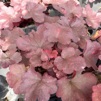 image HEUCHERA GALAXY