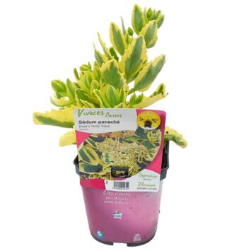 image SEDUM ELSIE S GOLD