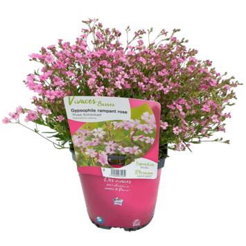 image GYPSOPHILA REPENS ROSA