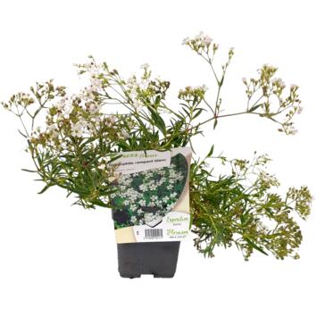 image GYPSOPHILA REPENS ALBA