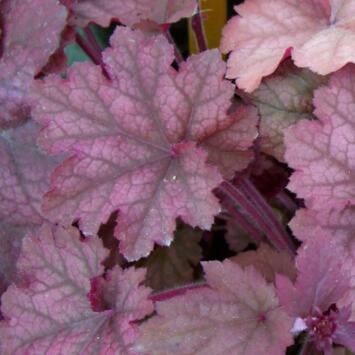 image HEUCHERA BEAUJOLAIS