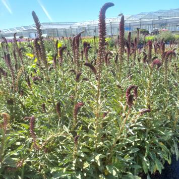 image LYSIMACHIA ATROPURPUREA