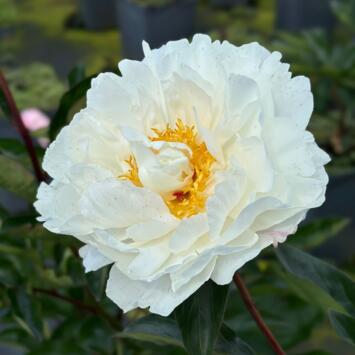image PAEONIA BOULE DE NEIGE