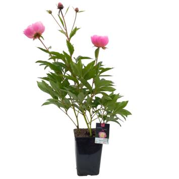 image PAEONIA BOWL OF BEAUTY