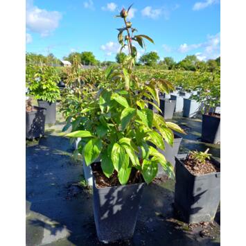 image PAEONIA SHIRLEY TEMPLE
