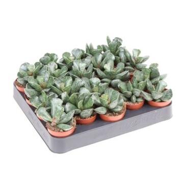 image ADROMISCHUS COOPERII