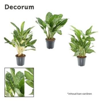 image AGLAONEMA VARIE