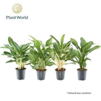 image AGLAONEMA VARIE