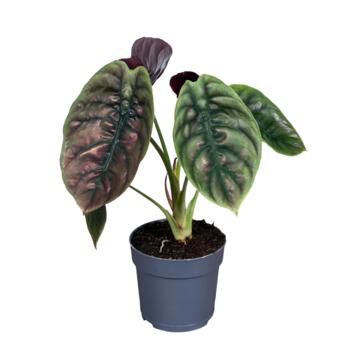 image ALOCASIA RED SECRET