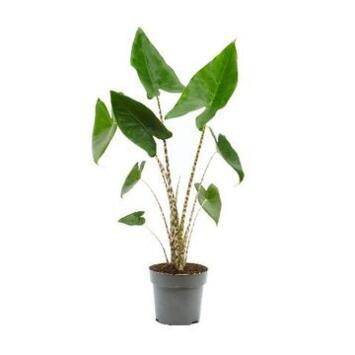 image ALOCASIA ZEBRINA