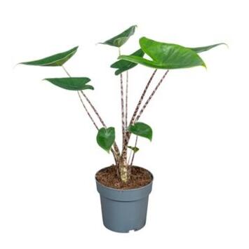 image ALOCASIA ZEBRINA