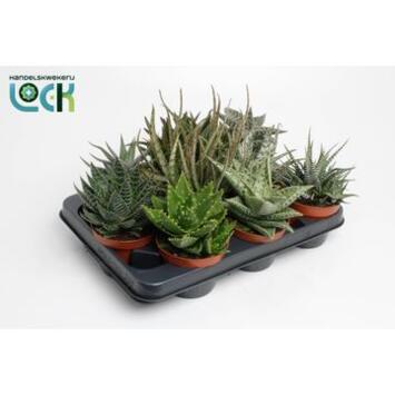 image CACTUS HAWORTHIA VARIE