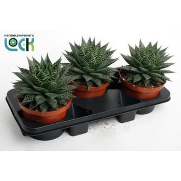 image ALOE ARISTATA