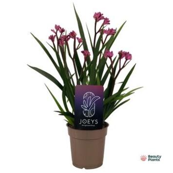 image ANIGOZANTHOS BEAUTY PINK