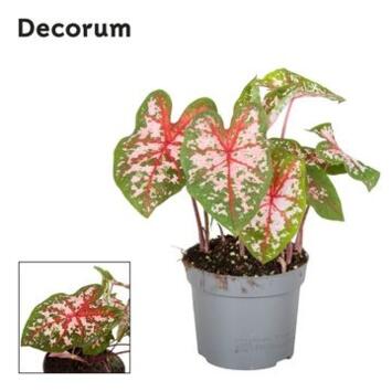 image CALADIUM CAROLYN WHORTON