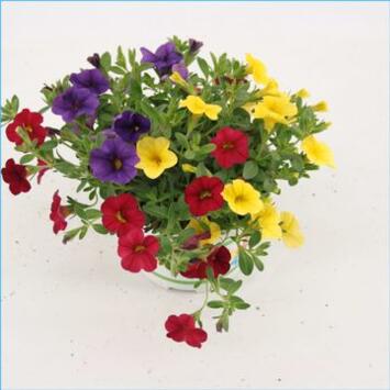 image CALIBRACHOA TRIXI BOLERO