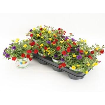 image CALIBRACHOA TRIXI BOLERO