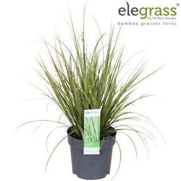 image CAREX BRUNNEA VARIEGATA