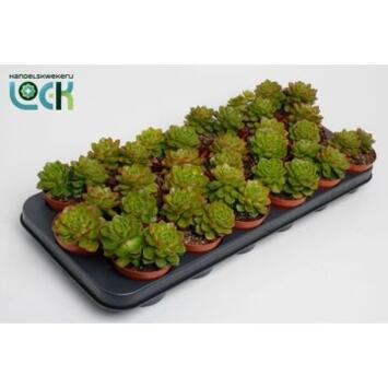 image ECHEVERIA AFINES