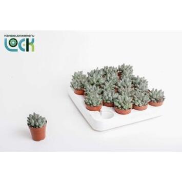 image ECHEVERIA HOOKERI