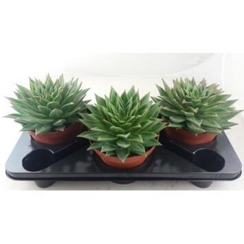 image ECHEVERIA LIPSTICK