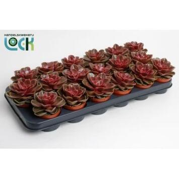 image ECHEVERIA MAGIC RED