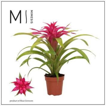 image GUZMANIA DESEO ROSE
