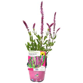 image SAUGE NEMEROSA CARADONNA PINK