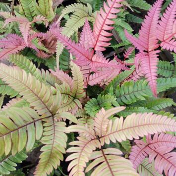 image PTERIS QUADRIAURITA TRICOLOR