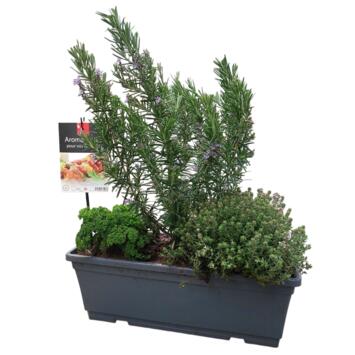 image AROMATIQUES MELANGE GRILLADE