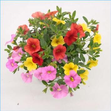 image CALIBRACHOA TRIXI CANDYHOUSE