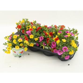 image CALIBRACHOA TRIXI CANDYHOUSE