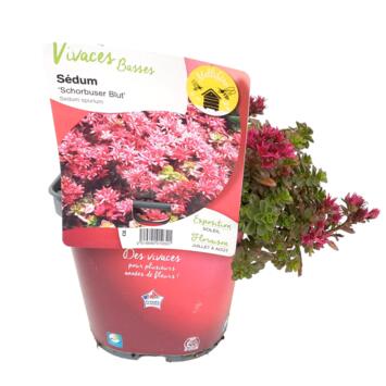 image SEDUM SPURIUM SCHORBUSER BLUT