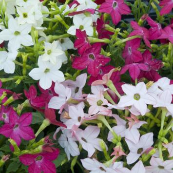 image NICOTIANA TABAC BQ6